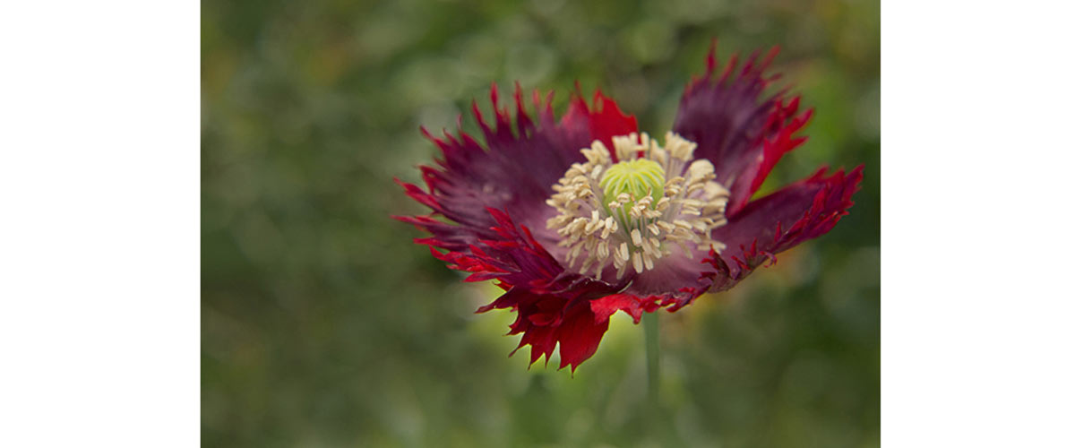 image taken by Kathleen Clemons